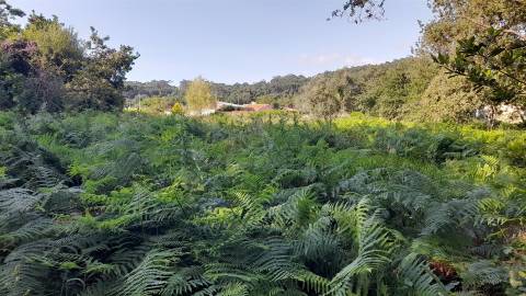 Terreno  Venda em Afife,Viana do Castelo
