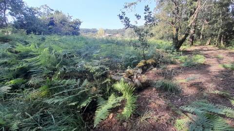 Terreno  Venda em Afife,Viana do Castelo