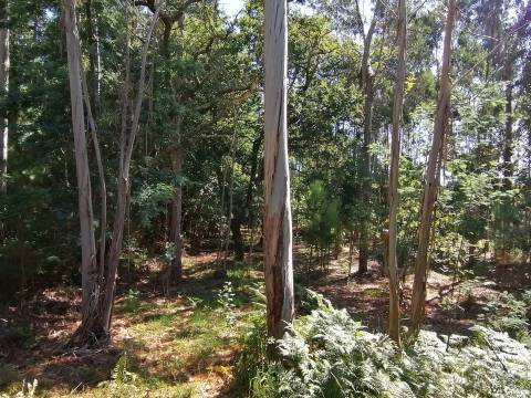 Lote de Terreno  Venda em Nogueira, Meixedo e Vilar de Murteda,Viana do Castelo
