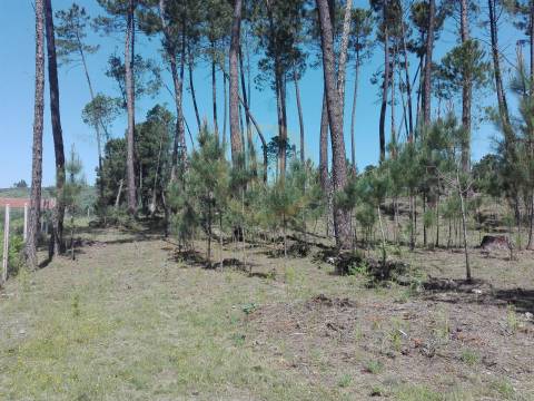 Terreno Para Construção  Venda em Santar e Moreira,Nelas