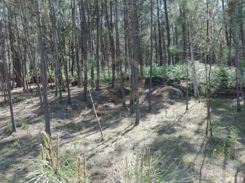 Terreno Para Construção  Venda em Santar e Moreira,Nelas