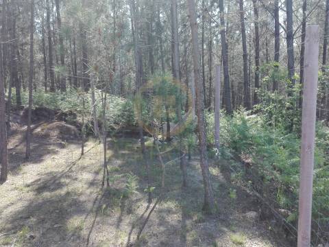 Terreno Para Construção  Venda em Santar e Moreira,Nelas