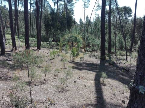 Terreno Para Construção  Venda em Santar e Moreira,Nelas