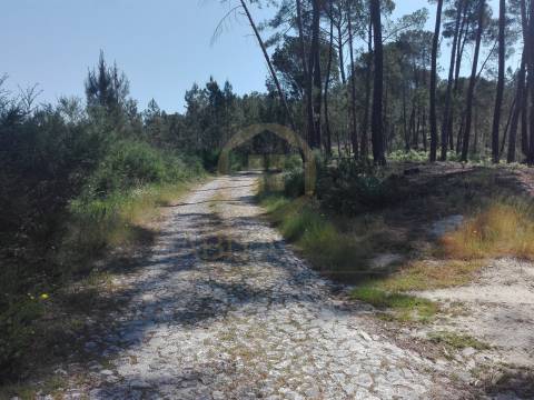 Terreno Para Construção  Venda em Santar e Moreira,Nelas
