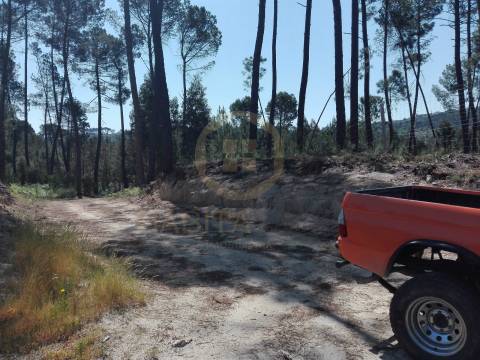 Terreno Para Construção  Venda em Santar e Moreira,Nelas