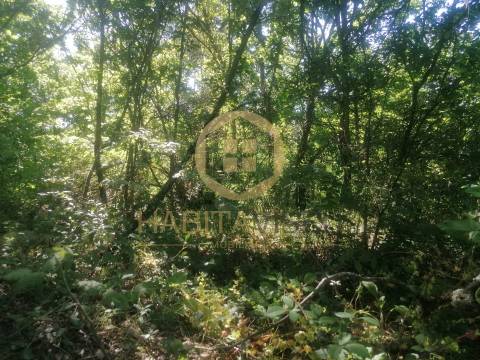 Terreno Rústico  Venda em Fragosela,Viseu