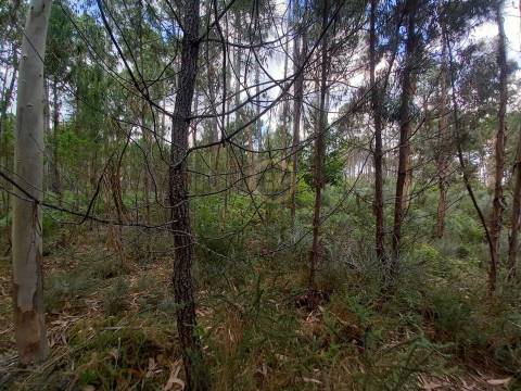 Terreno  Venda em Romãs, Decermilo e Vila Longa,Sátão