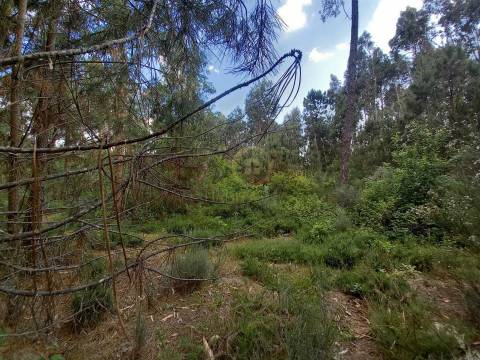 Terreno  Venda em Romãs, Decermilo e Vila Longa,Sátão