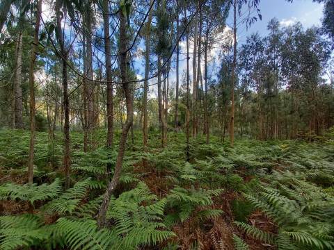 Terreno  Venda em Romãs, Decermilo e Vila Longa,Sátão