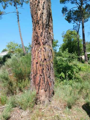 Terreno  Venda em Povolide,Viseu