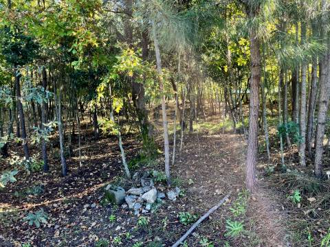 Terreno Para Construção  Venda em Orgens,Viseu