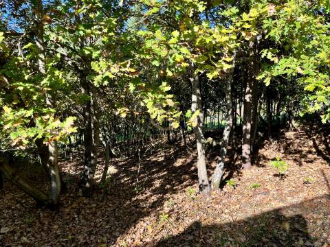Terreno Para Construção  Venda em Orgens,Viseu
