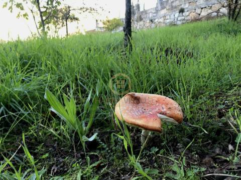 Terreno Para Construção  Venda em Orgens,Viseu