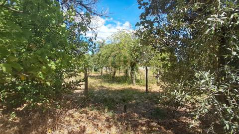 Terreno Para Construção  Venda em Rio de Loba,Viseu