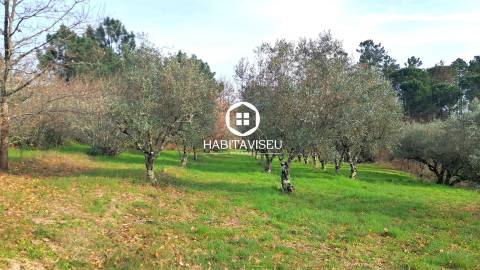 Terreno Para Construção  Venda em Fragosela,Viseu