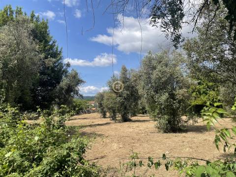 Terreno Para Construção  Venda em Silgueiros,Viseu