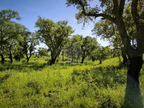 Terreno Rústico com 11,95ha com viabilidade de construção no Litoral Alentejano