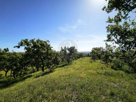 Terreno Rústico com 11,95ha com viabilidade de construção no Litoral Alentejano