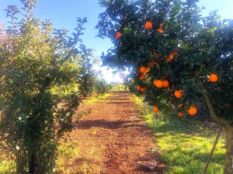 Quinta de Sonho no Alentejo: Água, Terreno Urbano e Localização Privilegiada, Borba