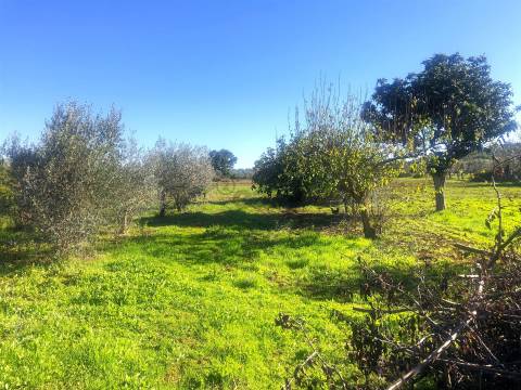 Quinta de Sonho no Alentejo: Água, Terreno Urbano e Localização Privilegiada, Borba