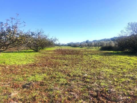 Quinta de Sonho no Alentejo: Água, Terreno Urbano e Localização Privilegiada, Borba