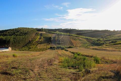 Terreno Para Construção  Venda em Bombarral e Vale Covo,Bombarral