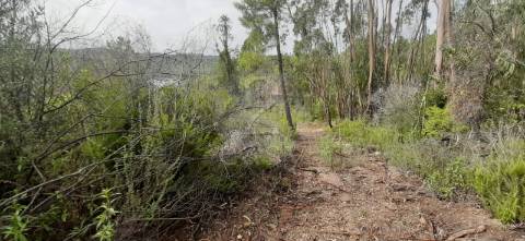 Terreno com microclima  para  Lima - Caviar