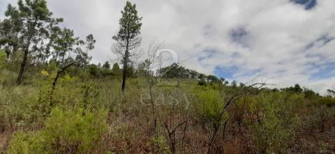 Terreno com microclima  para  Lima - Caviar