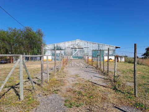 Propriedade Agrícola ideal para ovinos/caprinos em Selmes com Casa T1