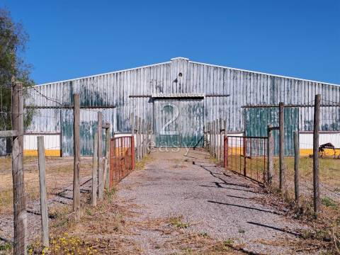 Propriedade Agrícola ideal para ovinos/caprinos em Selmes com Casa T1