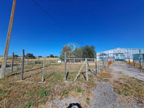 Propriedade Agrícola ideal para ovinos/caprinos em Selmes com Casa T1