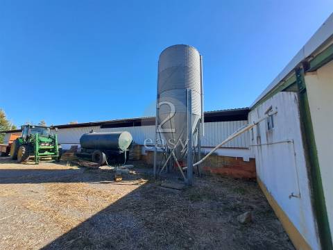 Propriedade Agrícola ideal para ovinos/caprinos em Selmes com Casa T1