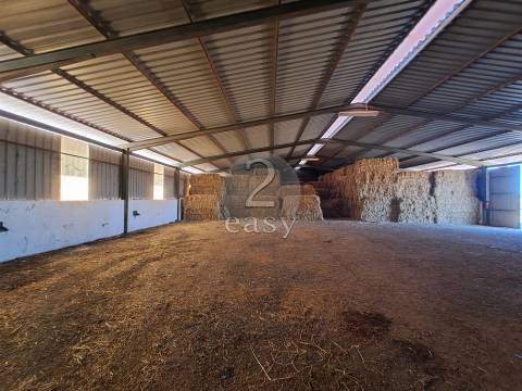 Propriedade Agrícola ideal para ovinos/caprinos em Selmes com Casa T1