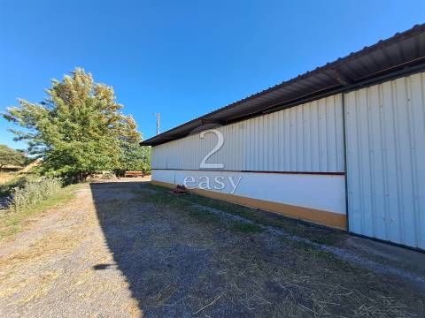 Propriedade Agrícola ideal para ovinos/caprinos em Selmes com Casa T1