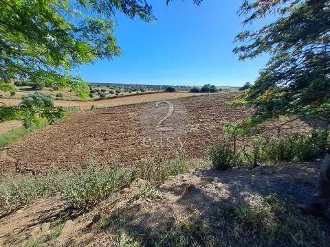 Propriedade Agrícola ideal para ovinos/caprinos em Selmes com Casa T1