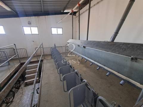 Propriedade Agrícola ideal para ovinos/caprinos em Selmes com Casa T1