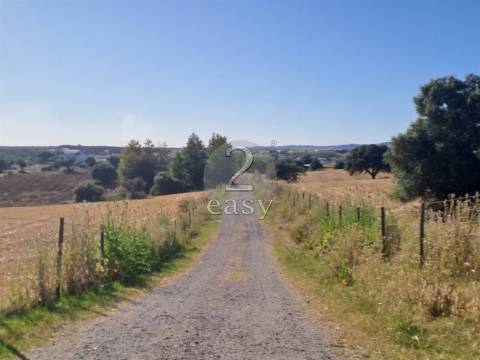 Propriedade Agrícola ideal para ovinos/caprinos em Selmes com Casa T1