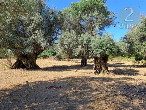 TERRENOS RÚSTICOS COM ARTIGOS URBANOS PARA RECONSTRUÇÃO NA VIDIGUEIRA