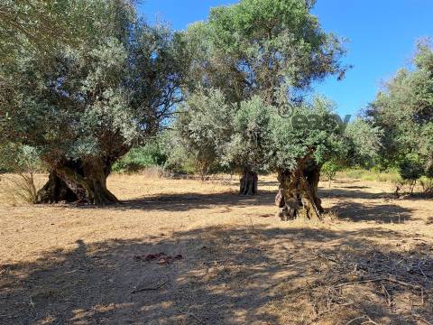 Moradias em ruínas para reconstrução inseridas em terreno misto com 6,62 hectares na Vidigueira
