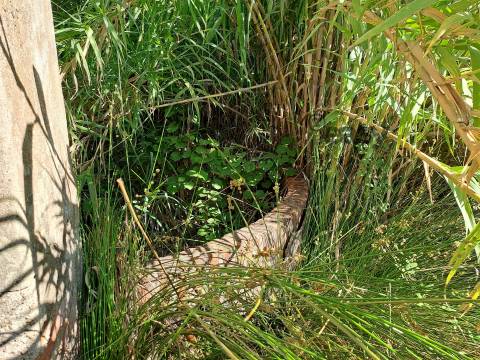 Moradias em ruínas para reconstrução inseridas em terreno misto com 6,62 hectares na Vidigueira