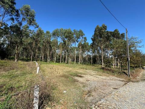 Terreno,  Árvore, Construção em altura