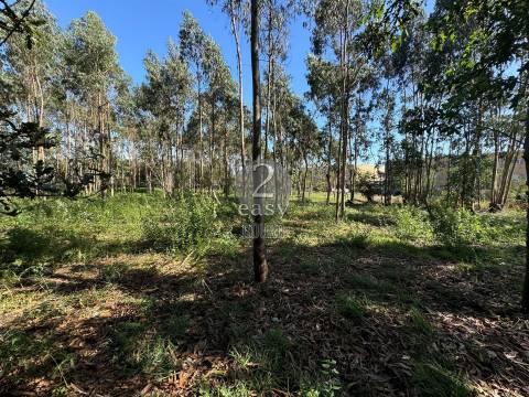 Terreno,  Árvore, Construção em altura