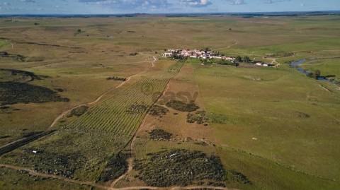 Terreno rústico 5,575 ha, Plantação de Figueira Índia, São Marcos da Ataboeira