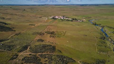 Terreno rústico 5,575 ha, Plantação de Figueira Índia, São Marcos da Ataboeira