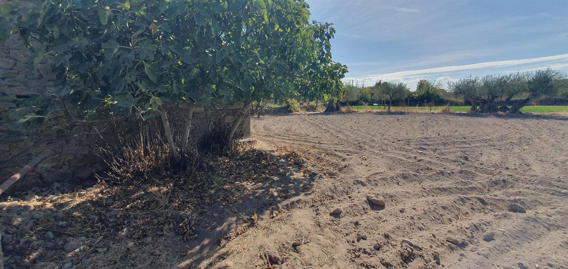 Terreno Rústico  Venda em Algodres, Vale de Afonsinho e Vilar de Amargo,Figueira de Castelo Rodrigo