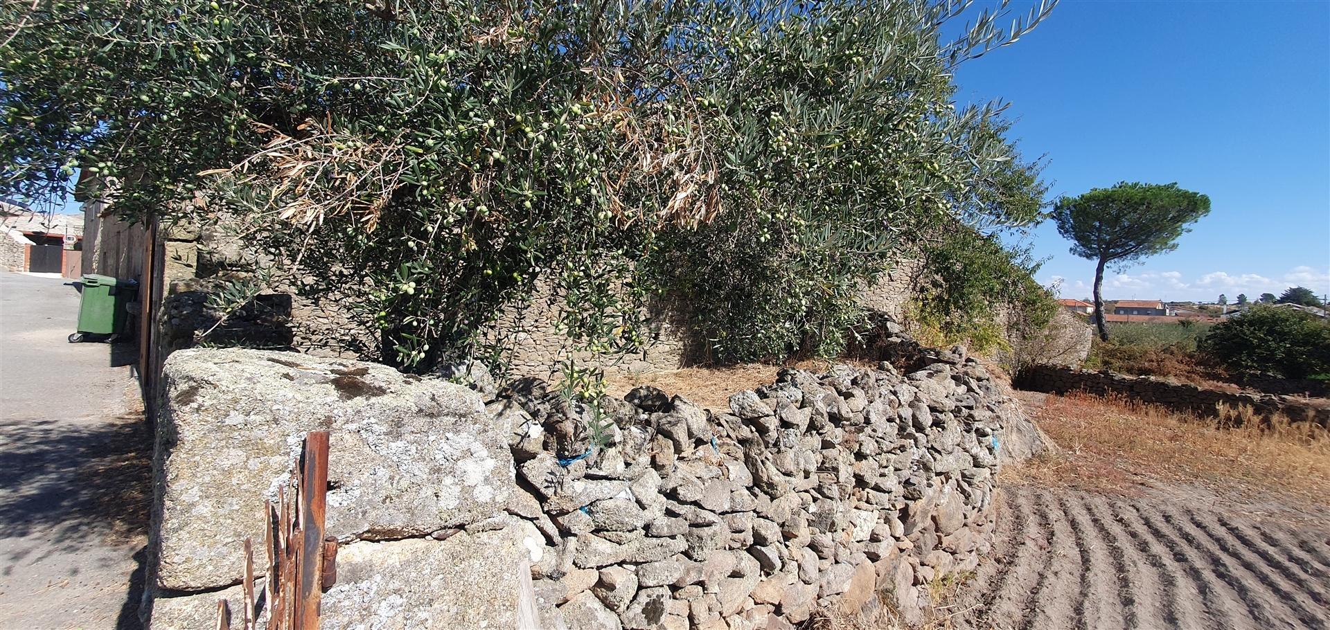 Arrecadação  Venda em Algodres, Vale de Afonsinho e Vilar de Amargo,Figueira de Castelo Rodrigo