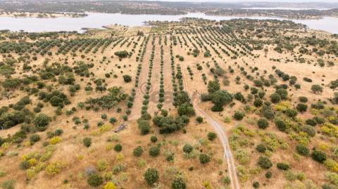 Terreno Agrícola com Olival com 14000m2 Barragem de Alqueva– Ferreira de Capelins, Alandroal