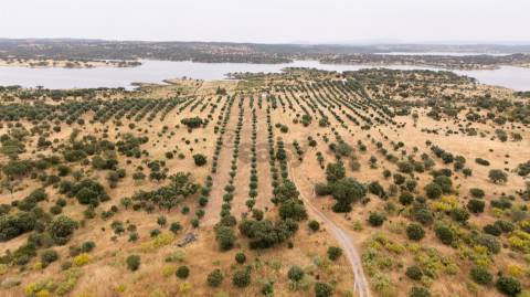 Terreno Agrícola com Olival com 14000m2 Barragem de Alqueva– Ferreira de Capelins, Alandroal