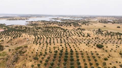 Terreno Agrícola com Olival com 14000m2 Barragem de Alqueva– Ferreira de Capelins, Alandroal