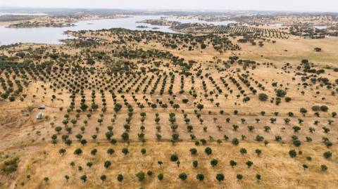 Terreno Agrícola com Olival com 14000m2 Barragem de Alqueva– Ferreira de Capelins, Alandroal